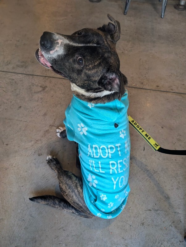 View Ginseng the Dog Photo #6