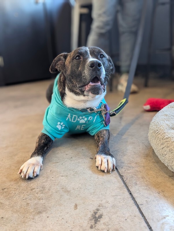 View Ginseng the Dog Photo #4