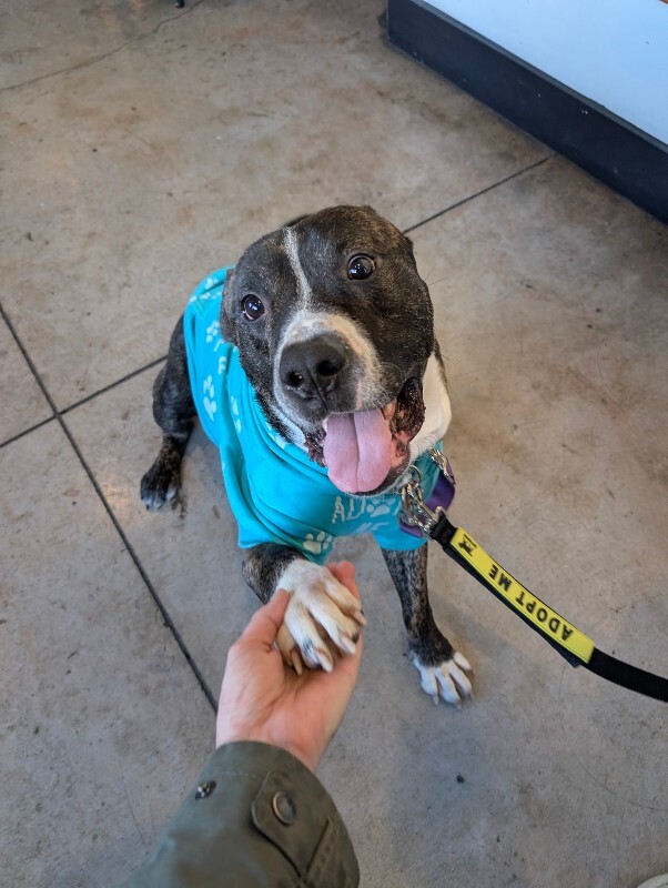 View Ginseng the Dog Photo #5