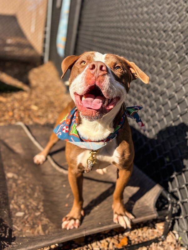 View Gigglebones the Dog Photo #3