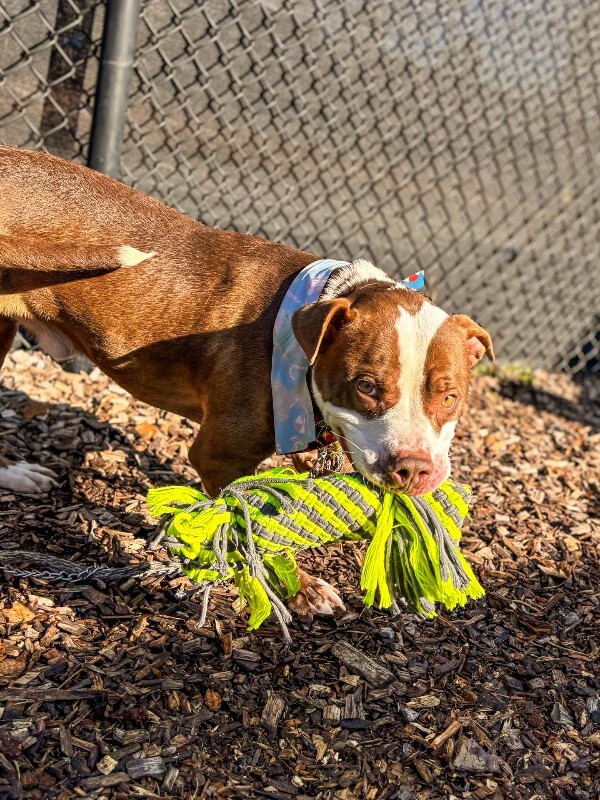 View Gigglebones the Dog Photo #6