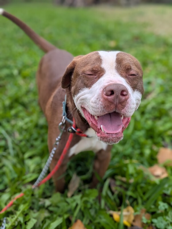 View Gigglebones the Dog Photo #4