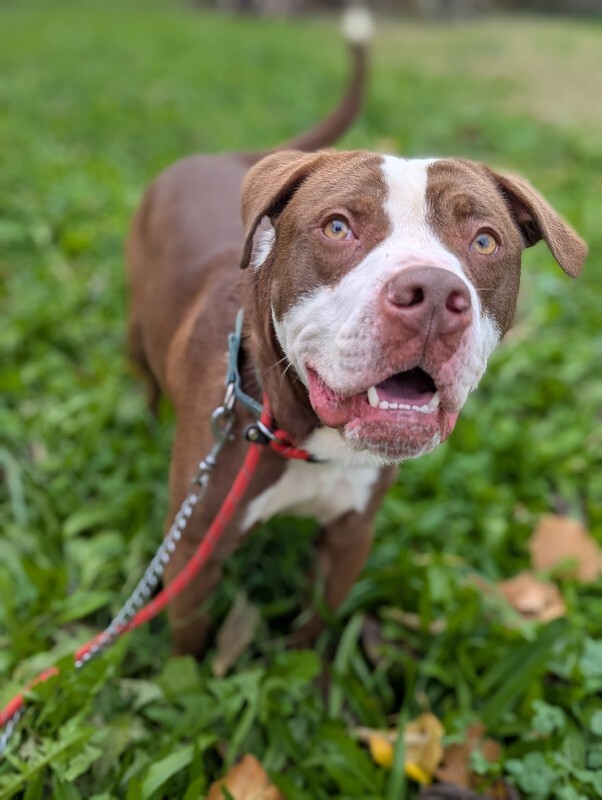 View Gigglebones the Dog Photo #5