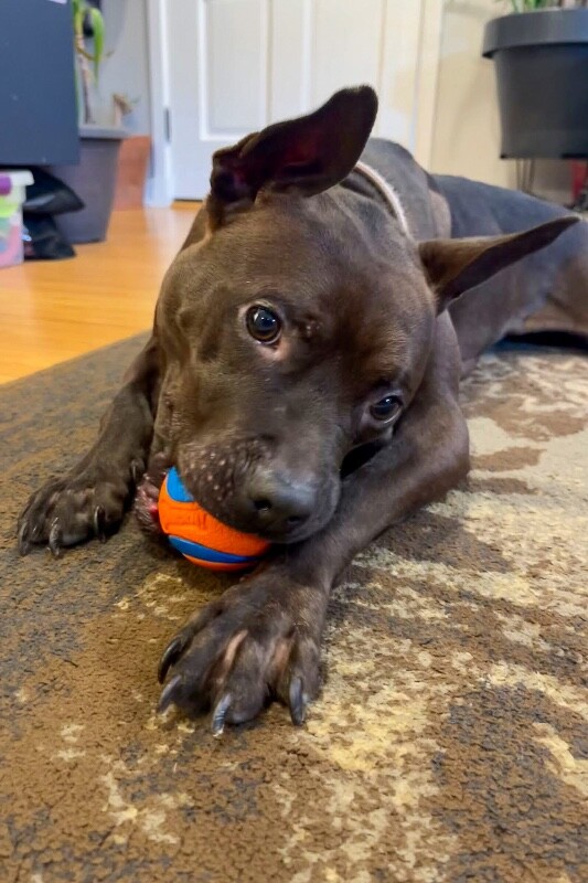 View Glenda the Dog Photo #11