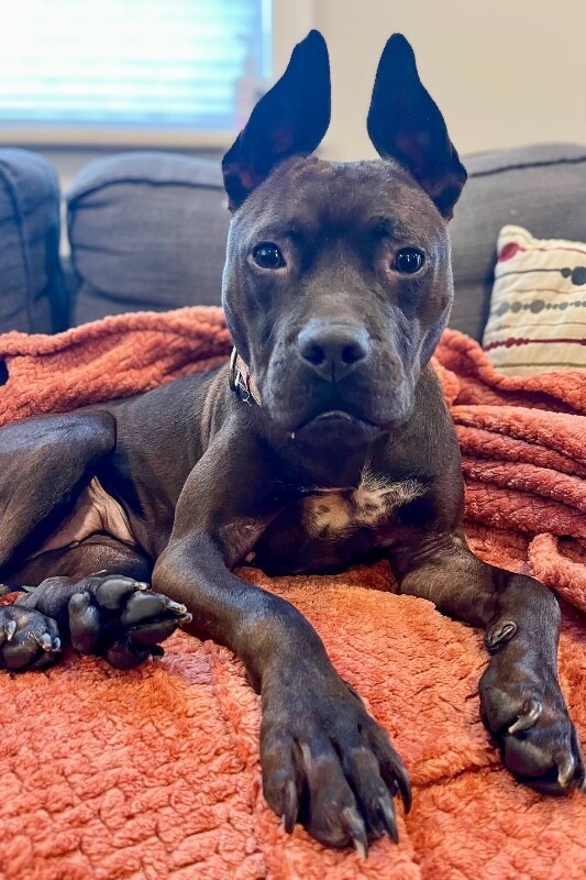 View Glenda the Dog Photo #14