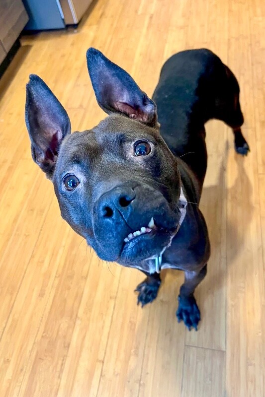 View Glenda the Dog Photo #8