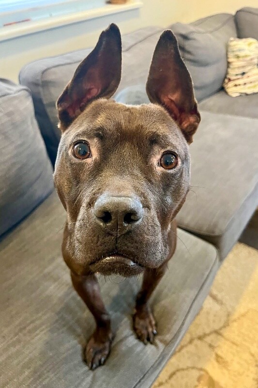 View Glenda the Dog Photo #15