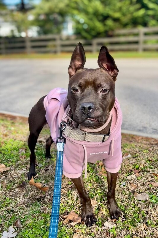 View Glenda the Dog Photo #16