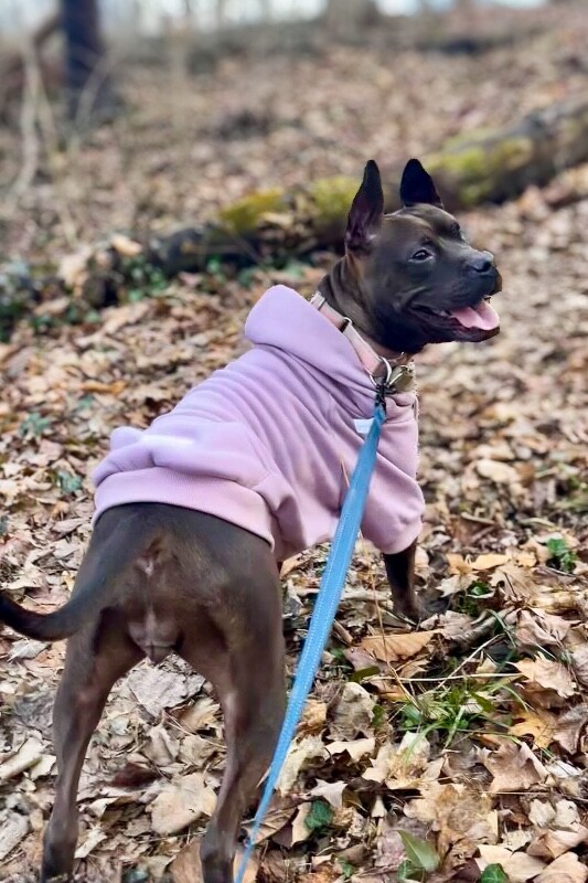 View Glenda the Dog Photo #10