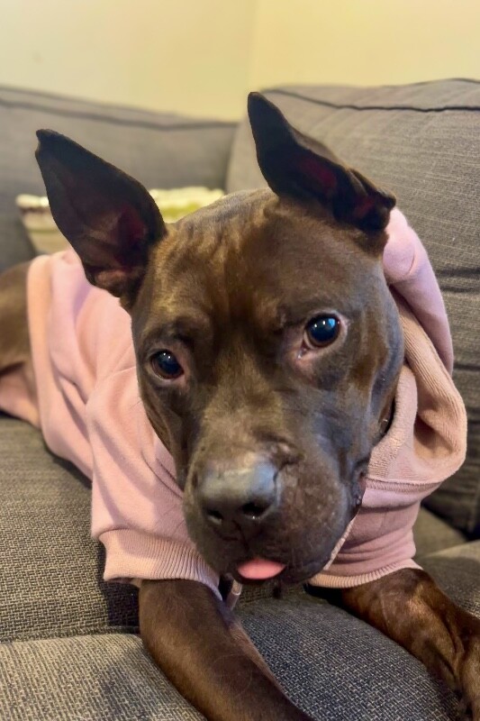 View Glenda the Dog Photo #9