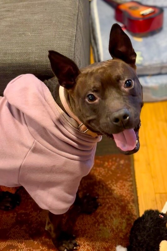 View Glenda the Dog Photo #13