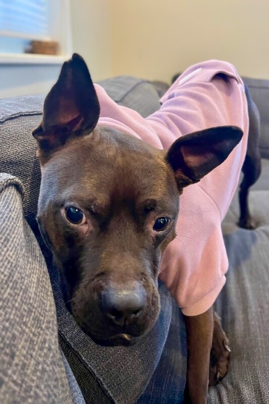 View Glenda the Dog Photo #12