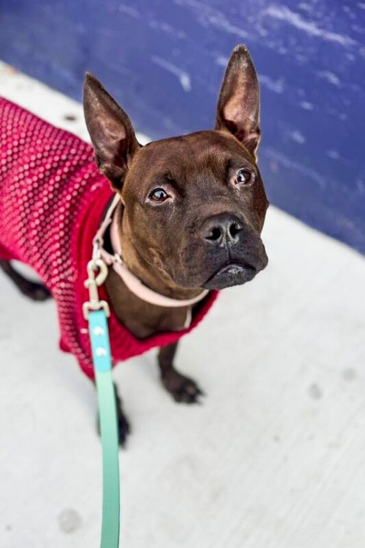 View Glenda the Dog Photo #4