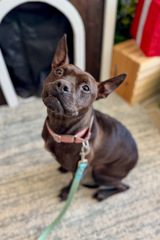 View Glenda the Dog Photo #3