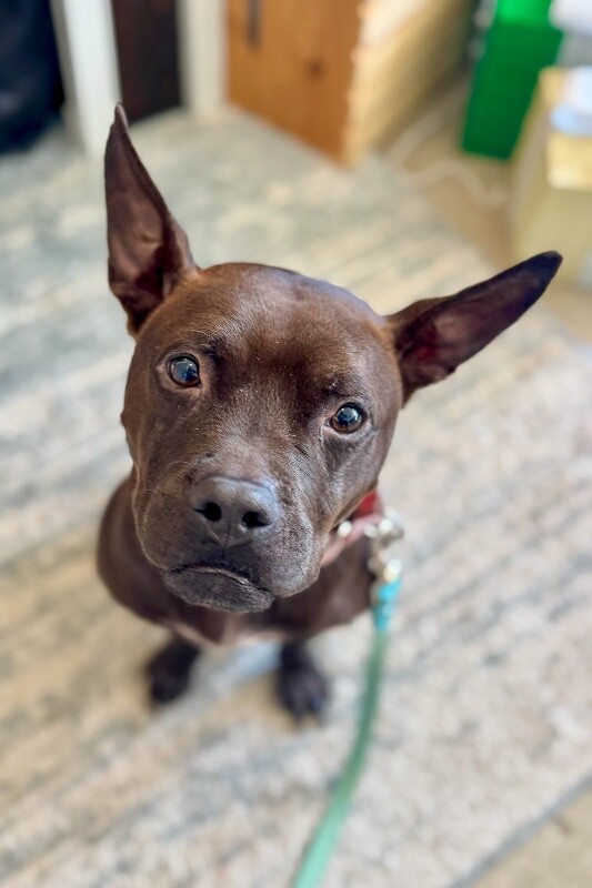 View Glenda the Dog Photo #5