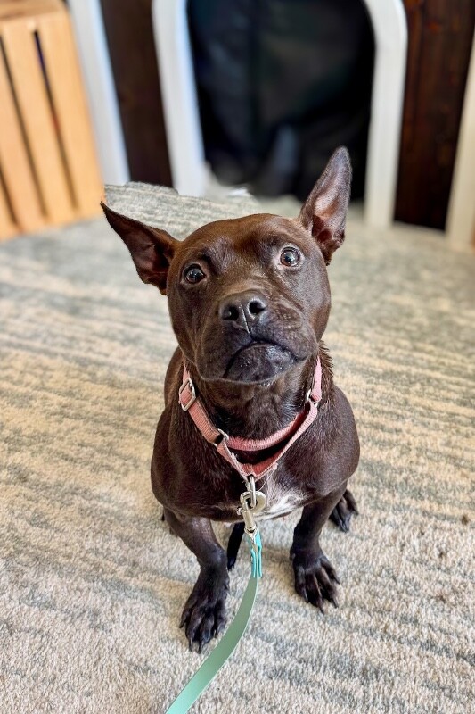 View Glenda the Dog Photo #2