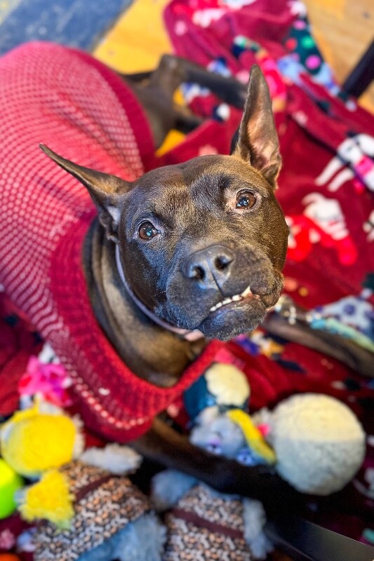 View Glenda the Dog Photo #7