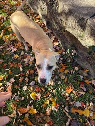 Learn More About this dog 05753ea7 4160 4092 b9a2 7707a7699417