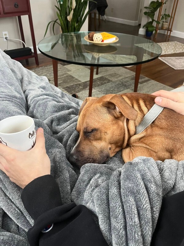 View Tyler the Dog Photo #2