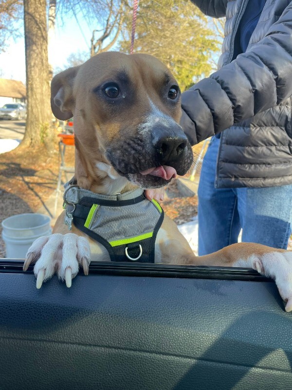 View Tyler the Dog Photo #4