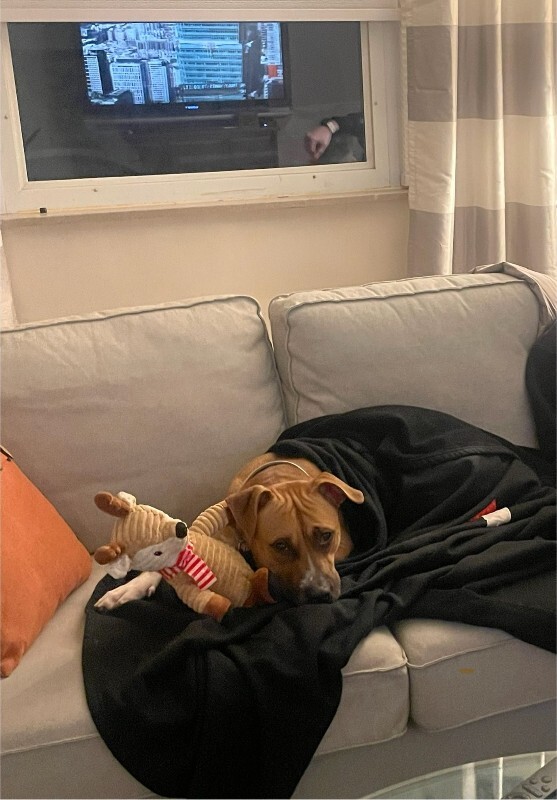 View Tyler the Dog Photo #5