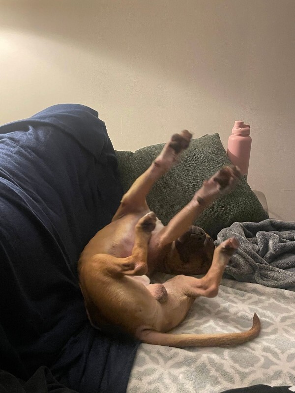 View Tyler the Dog Photo #3