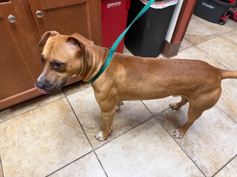 View Titus the Dog Photo #2