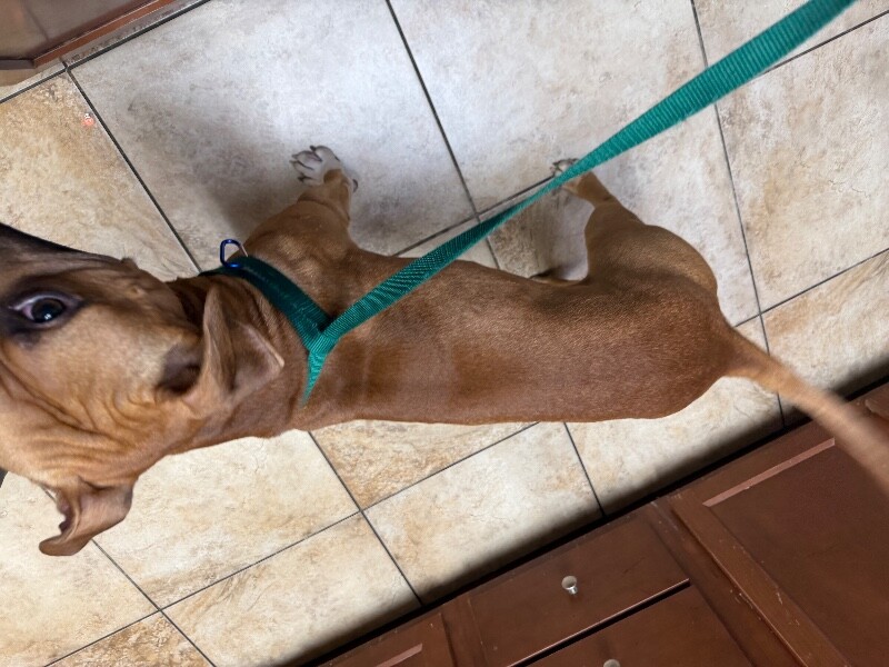 View Titus the Dog Photo #3