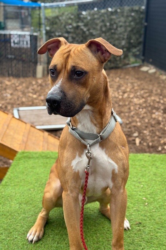 View Titus the Dog Photo #2