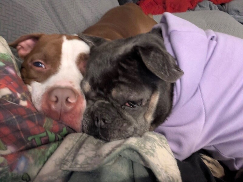 View The Mask the Dog Photo #11