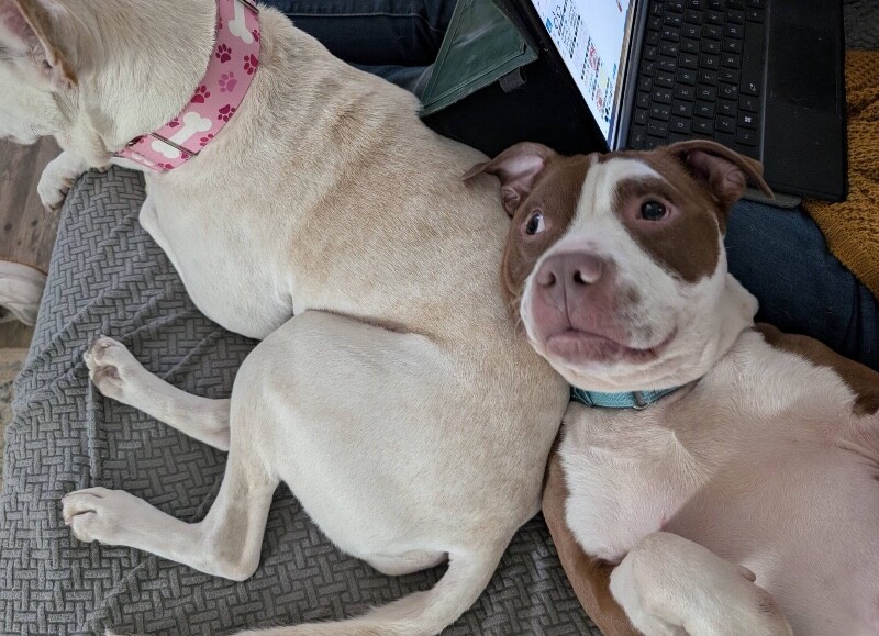 View The Mask the Dog Photo #13