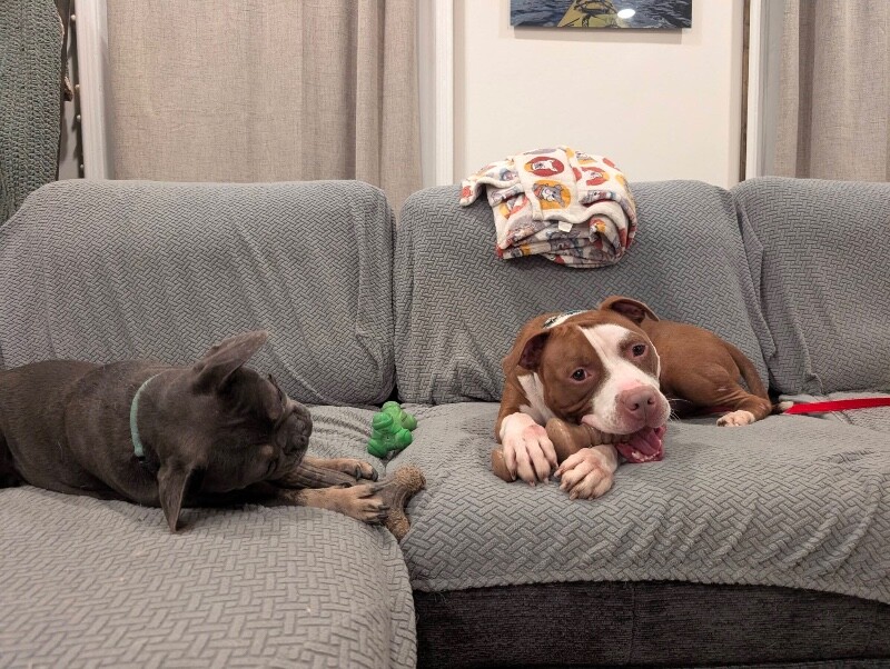 View The Mask the Dog Photo #12