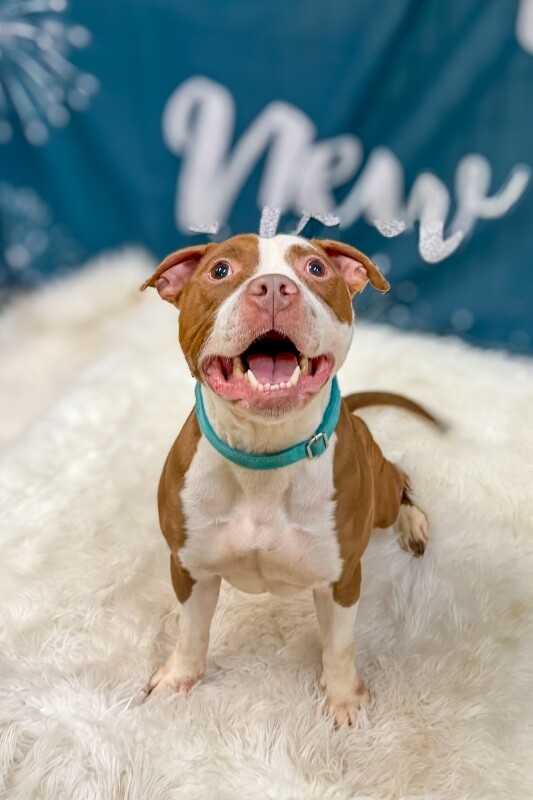 View The Mask the Dog Photo #8