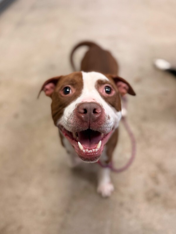 View The Mask the Dog Photo #5