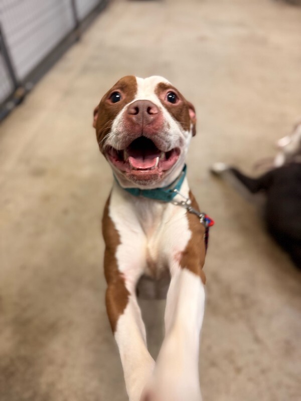 View The Mask the Dog Photo #7