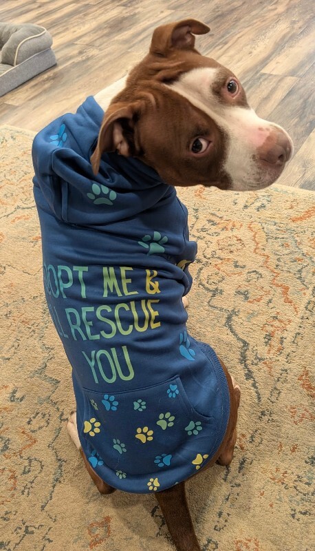 View The Mask the Dog Photo #9