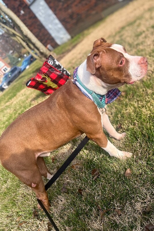 View The Mask the Dog Photo #15