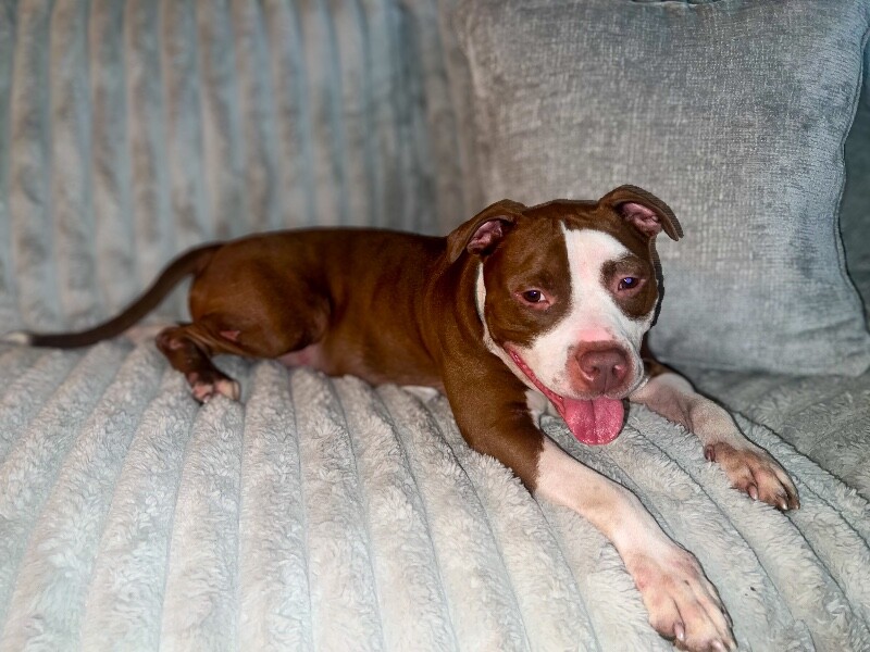 View The Mask the Dog Photo #6