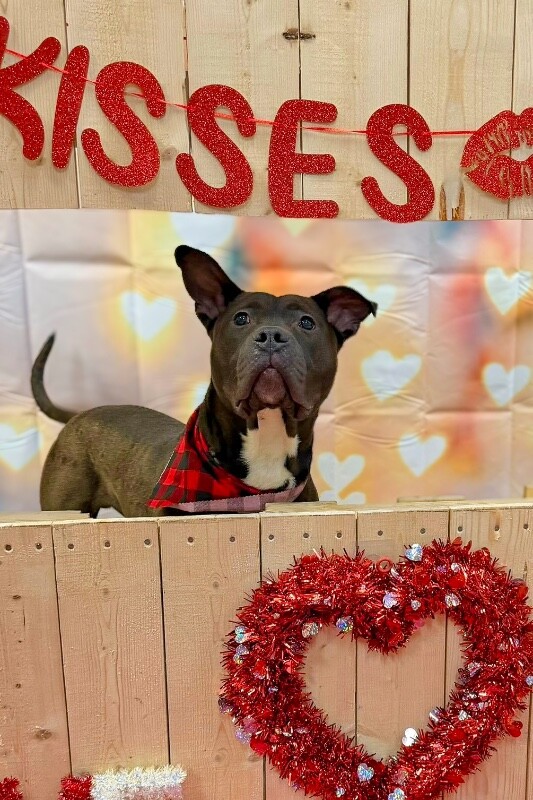 View Funsize the Dog Photo #3