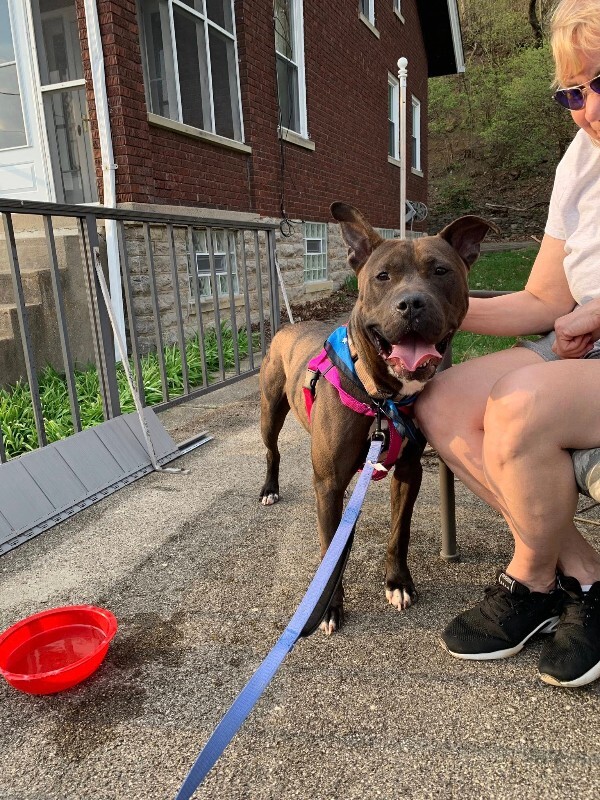 View Funsize the Dog Photo #3