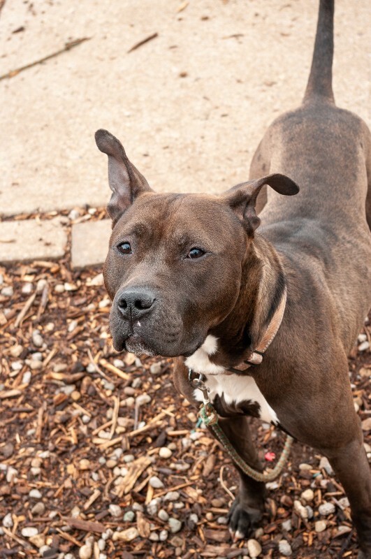 View Funsize the Dog Photo #5