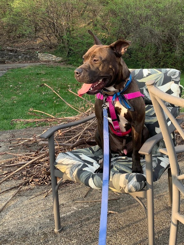 View Funsize the Dog Photo #6