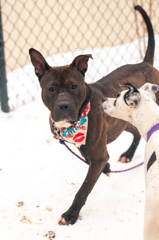 View Funsize the Dog Photo #2