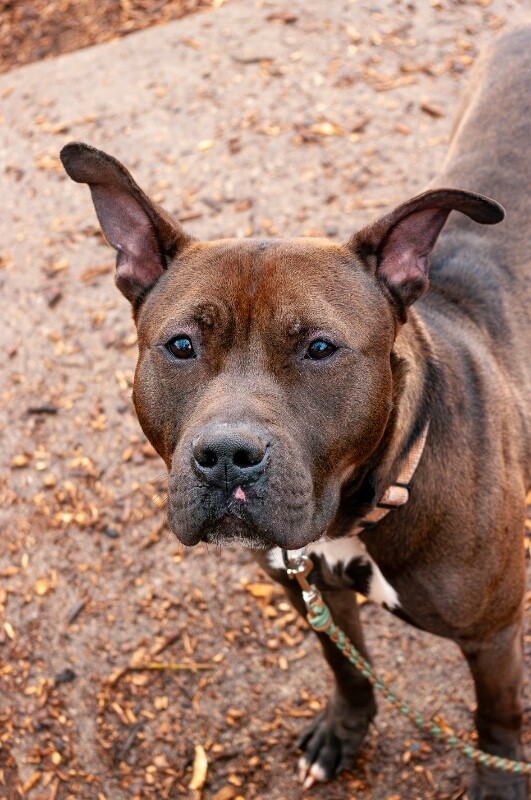 View Funsize the Dog Photo #18