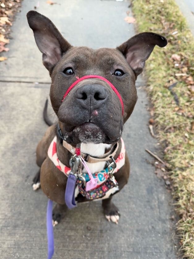 View Funsize the Dog Photo #4