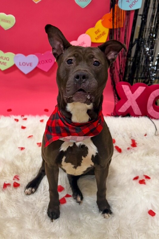 View Funsize the Dog Photo #6