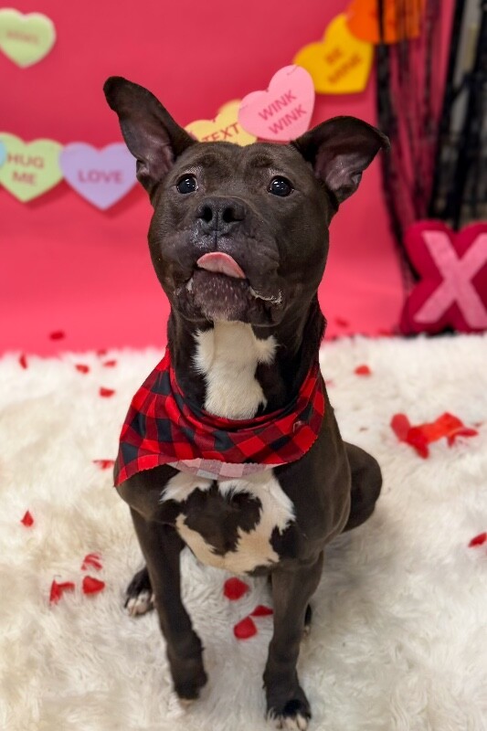 View Funsize the Dog Photo #5