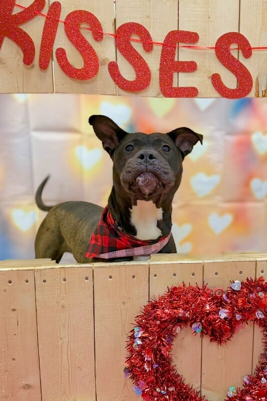 View Funsize the Dog Photo #10