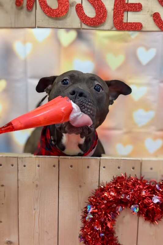 View Funsize the Dog Photo #9