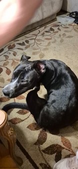 Learn More About this dog f0c9039a 2cec 4017 a031 8b7bdf0cf73b tn1